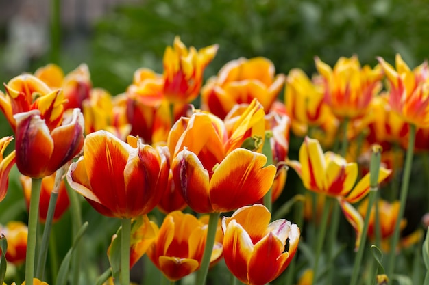 yellow red tulips bloom in the garden in spring