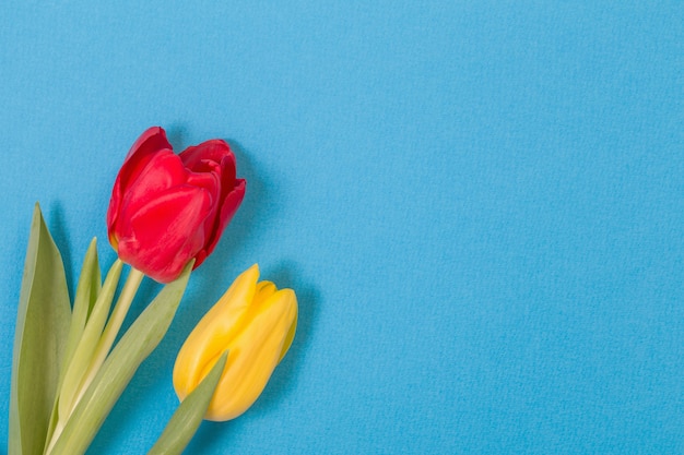 Yellow and red tulips on blue background