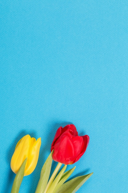 Yellow and red tulips on blue background