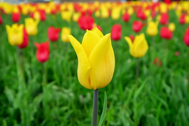 yellow and red tulips in a flower meadow