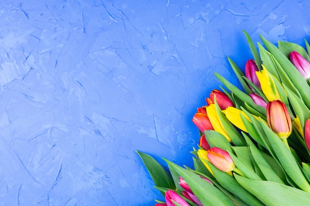 Yellow and red tulips