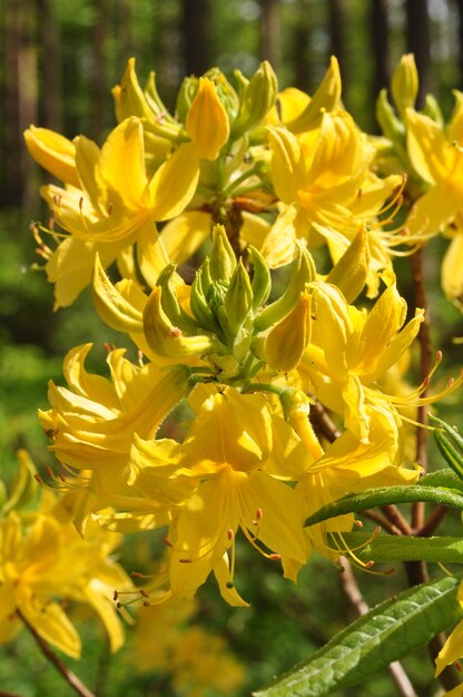 Yellow rhododendron flowers bush