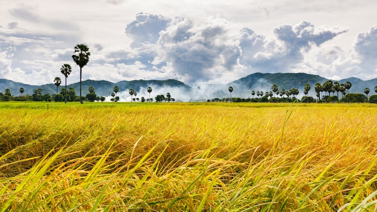 Photo yellow rice field 