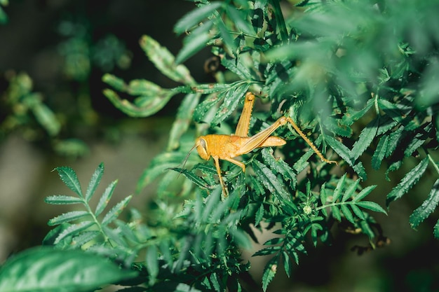 緑の葉にとまる黄色いイネバッタ、亜目 Caelifera hemetabolous 昆虫コオロギ