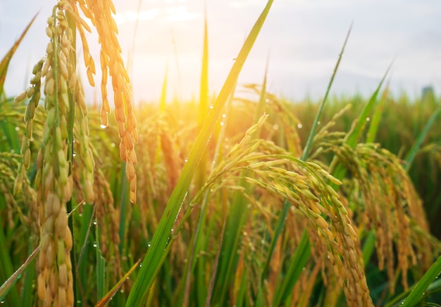 Foto risaia gialla e spighe di riso vicino all'agricoltura tradizionale del tempo del raccolto