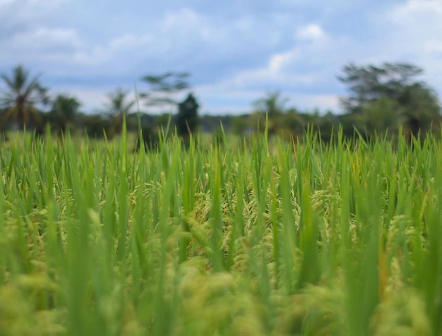 yellow rice in the rice field