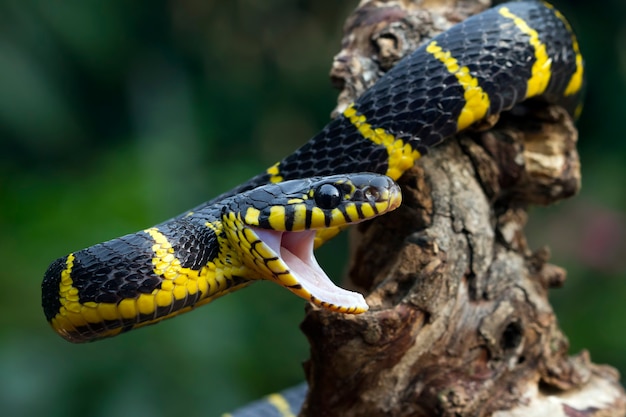 Yellow ringed Head of Boiga dendrophila