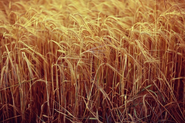 yellow ripe barley ears in the field autumn background