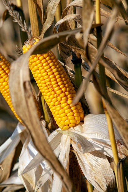 Yellow ripe corn fruits in summer corn cobs in mold and mushroom