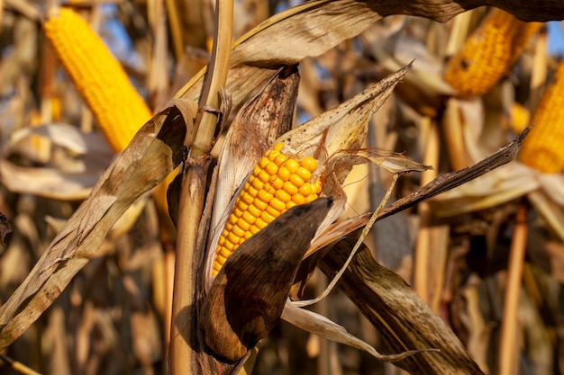 Yellow ripe corn fruits in summer