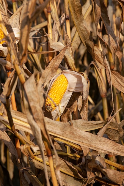 Yellow ripe corn fruits in summer