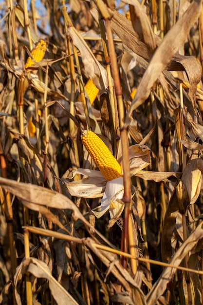 Yellow ripe corn fruits in summer