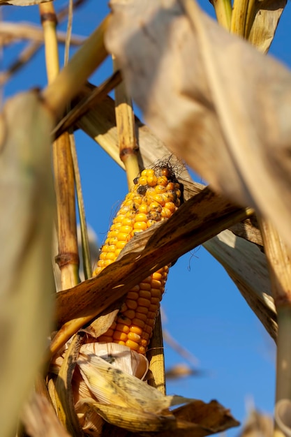 Yellow ripe corn fruits in summer