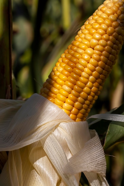 Yellow ripe corn fruits in summer