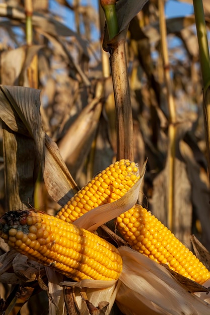 Yellow ripe corn fruits in summer