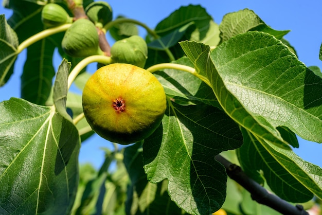 Yellow ripe figs on a tree branch