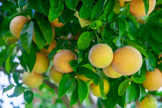 Yellow ripe grapefruit on a tree branch in the orchard.