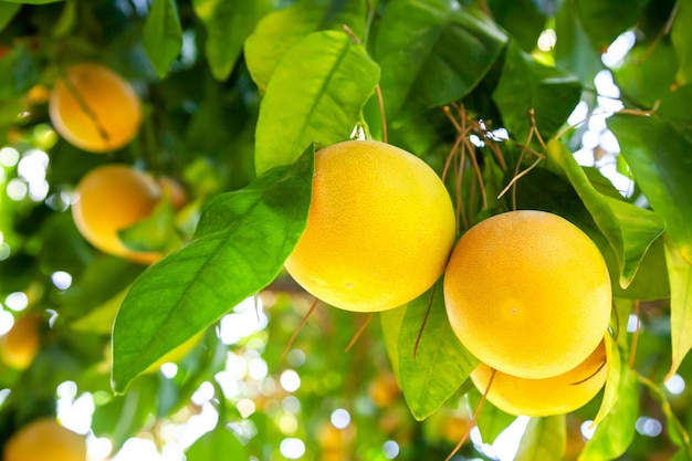 Yellow ripe grapefruit on a tree branch in the orchard.