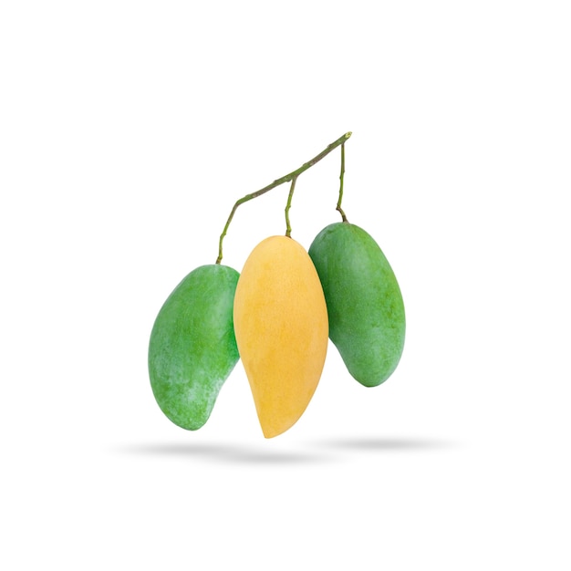 Yellow ripe mango and green raw mango in the same branch