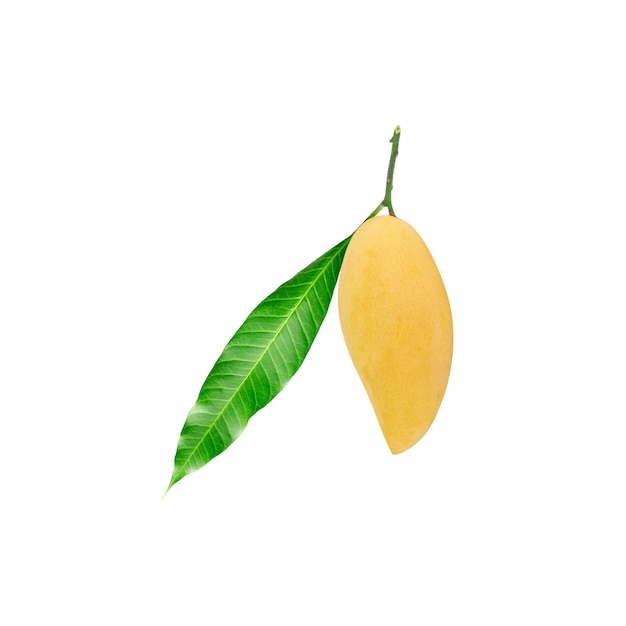 Yellow ripe mango with green leaf isolated