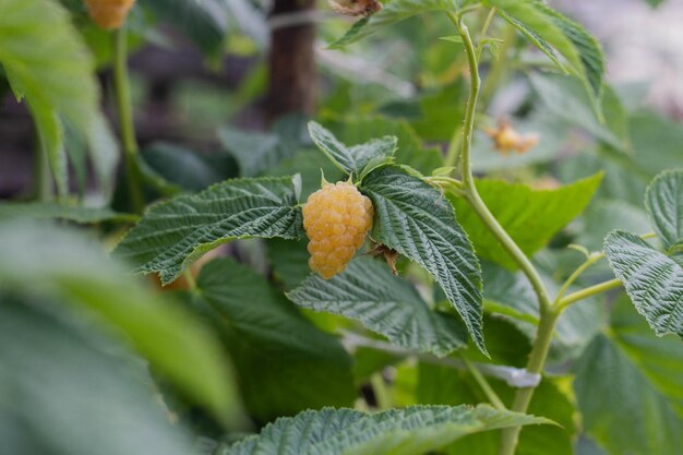 Yellow ripe raspberries grow on a branch