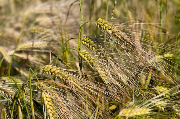 農業分野の黄色い熟したライ麦、ライ麦は夏に緑から黄色に色を変えます