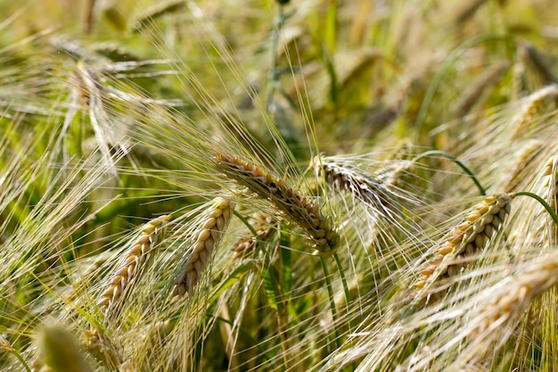 Yellow ripe rye in an agricultural field, rye changes color from green to yellow in summer