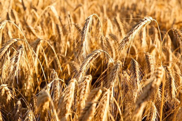 Yellow ripe rye