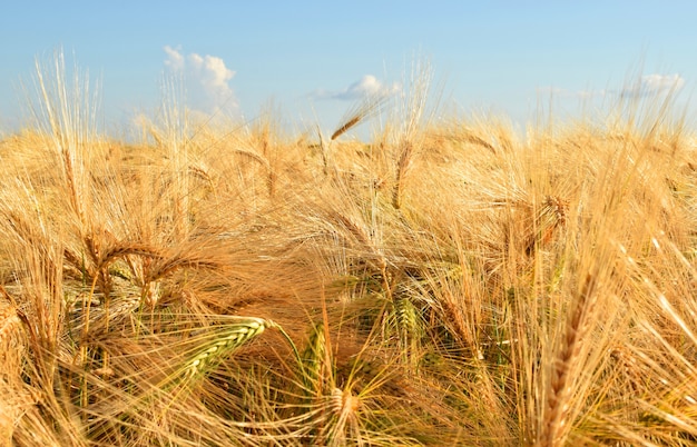 Yellow ripe wheat against the blue sky. Harvesting.
