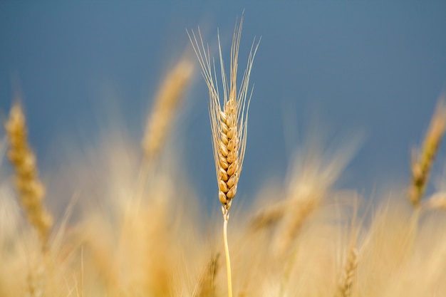 yellow ripe wheat spike on a field