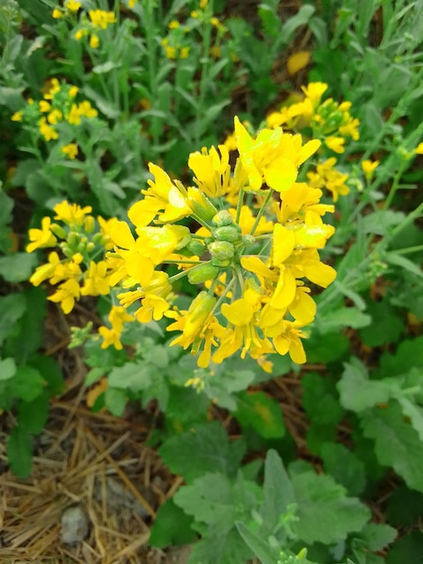 Photo yellow rocketcress and rorippa sylvestris