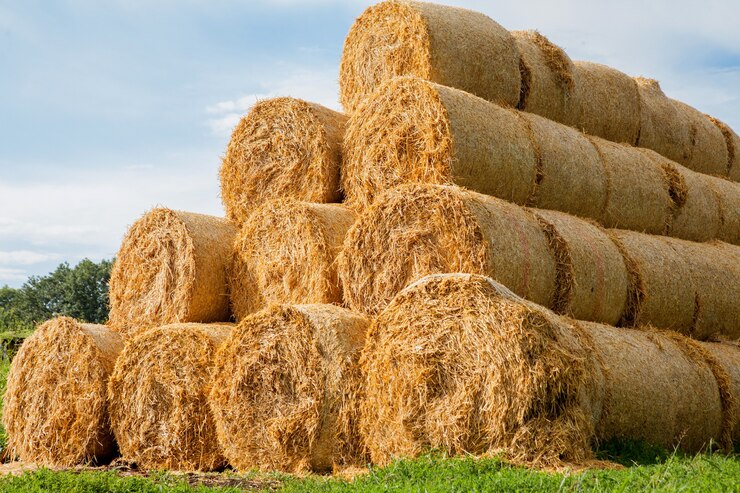 Photo yellow rolls of straw in the end of summer.