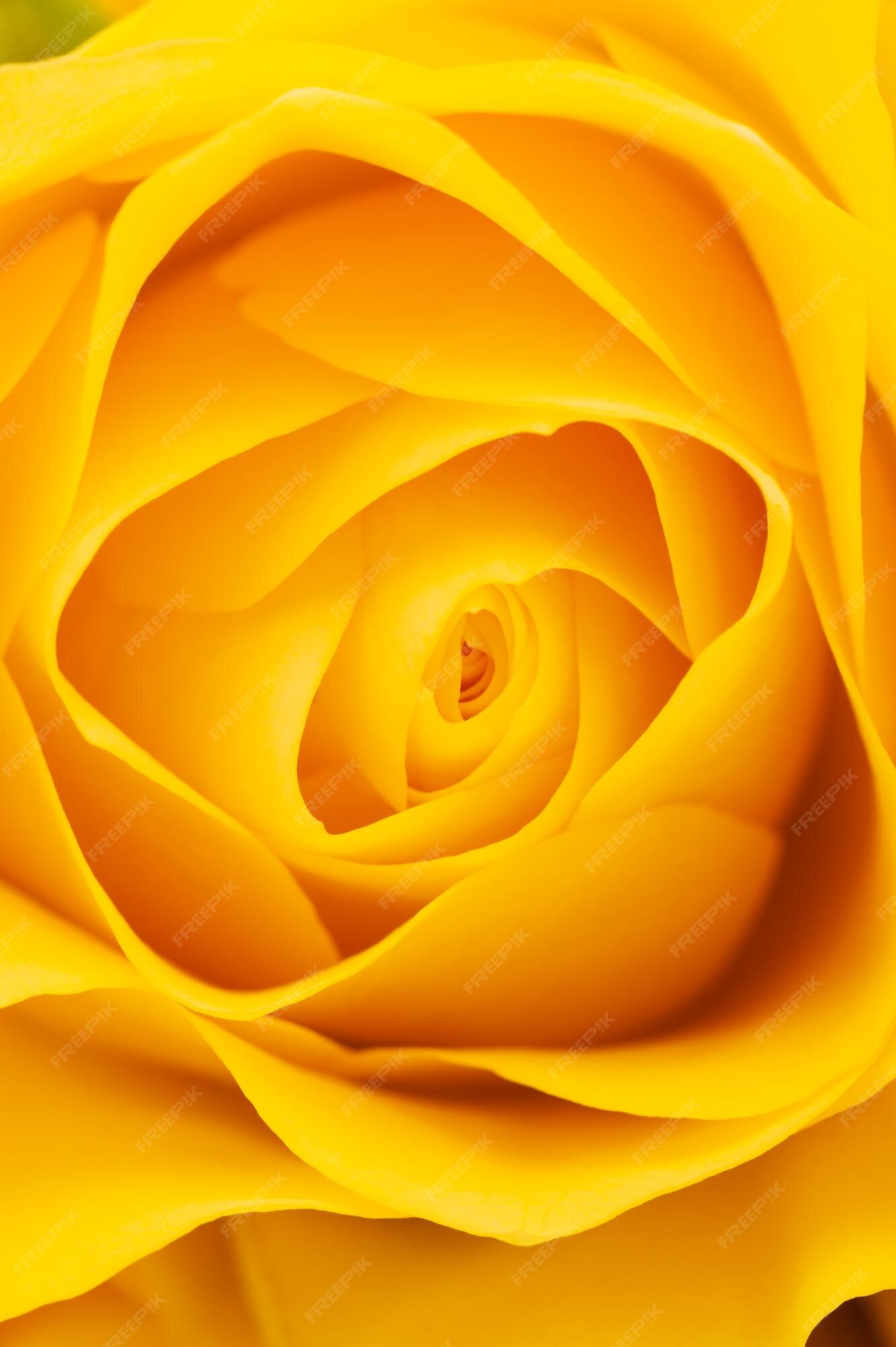 Premium Photo | Yellow rose background
