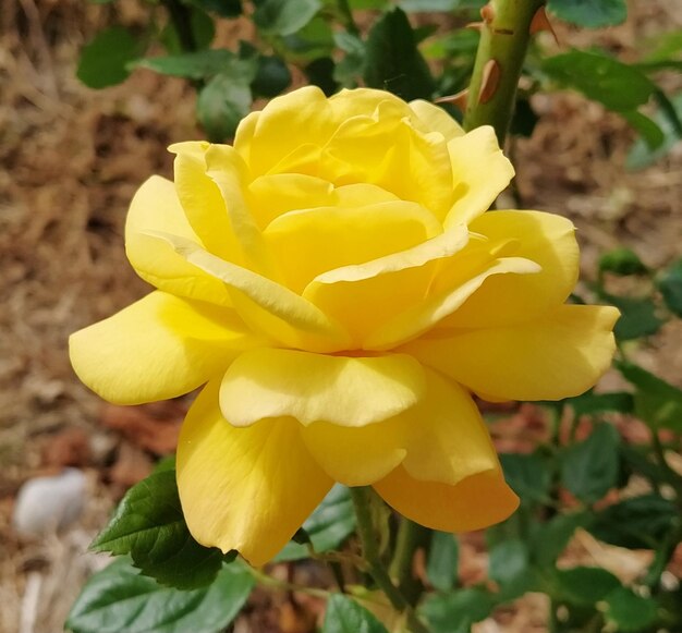 Yellow rose in bloom with blurred background Delicate petals Close up Gloriously magnificent romantic beautiful canary yellow fully blown hybrid tea rose