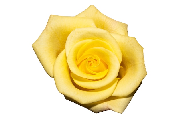 Photo yellow rose bud isolated on white background. view from above