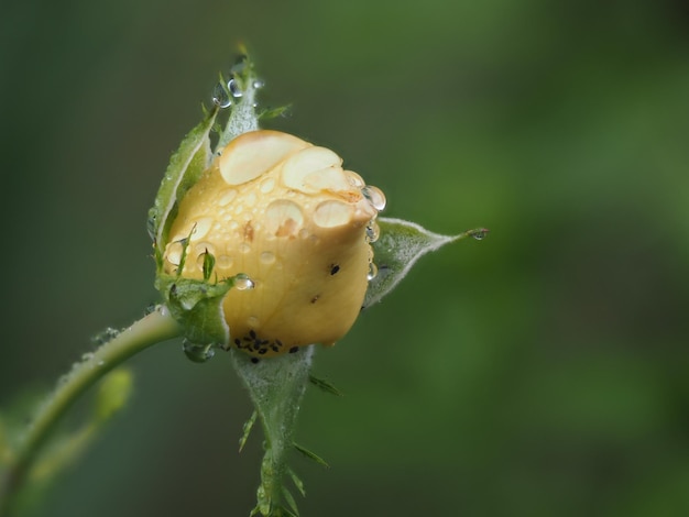 Yellow rose bud with ants after the rain