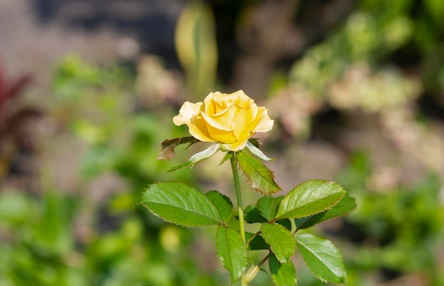 Una rosa gialla boccioli con sfocatura dello sfondo su fuoco poco profondo