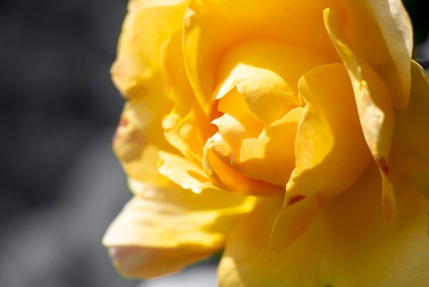 Yellow rose on a bush close macro