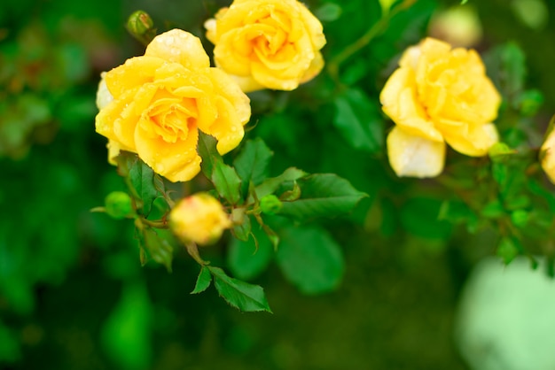 Yellow rose Bush in the garden Blooming plant blurred background 