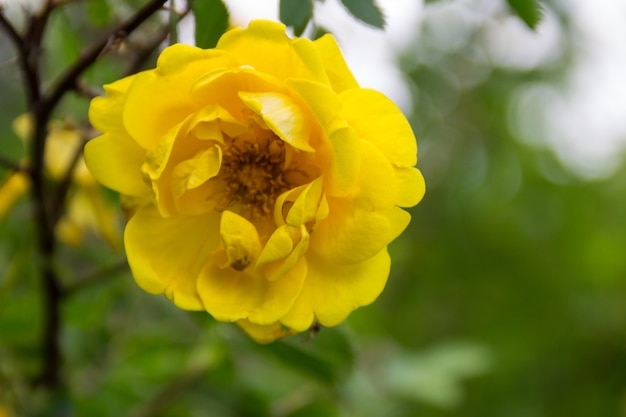 庭の茂みに黄色いバラ