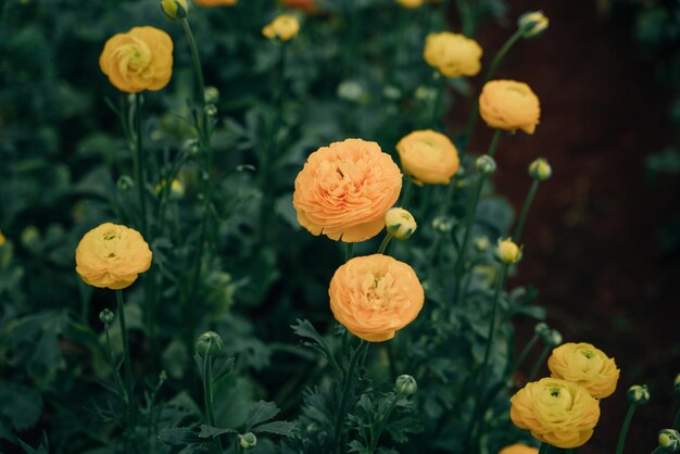 yellow Rose Damascena fields in Turkish greenhouse