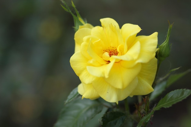 Yellow rose flower in bloom on rose plant Beautiful bush of yellow roses in a spring garden Closeup of a yellow rose