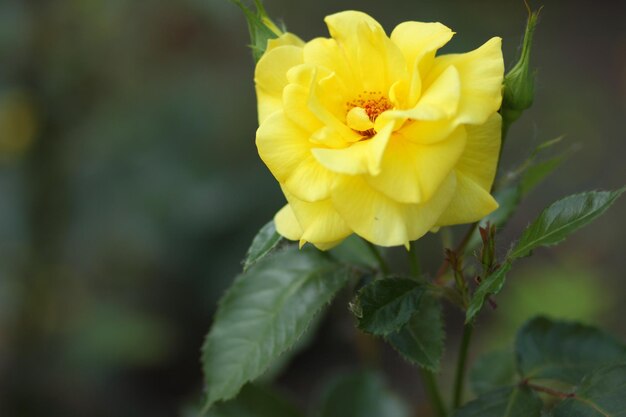 Yellow rose flower in bloom on rose plant Beautiful bush of yellow roses in a spring garden Closeup of a yellow rose