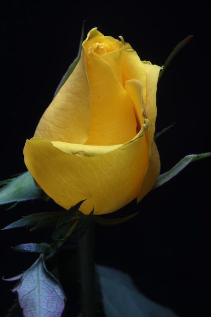 yellow rose flower bud on black background