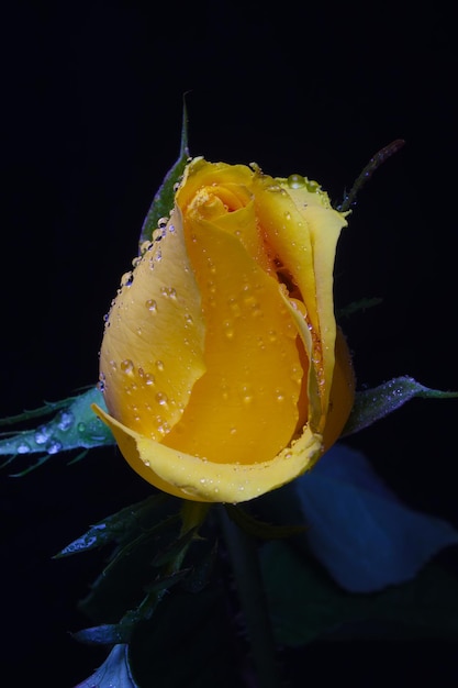 yellow rose flower bud on black background