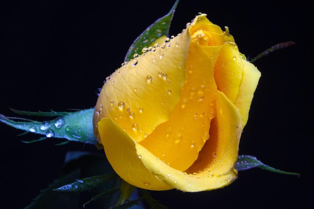 yellow rose flower bud on black background