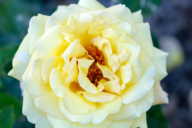 Yellow rose flower close up