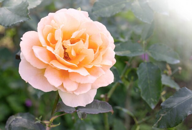 yellow rose flower in a garden