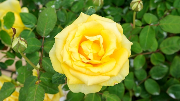 Foto fiore di rosa gialla in un giardino.