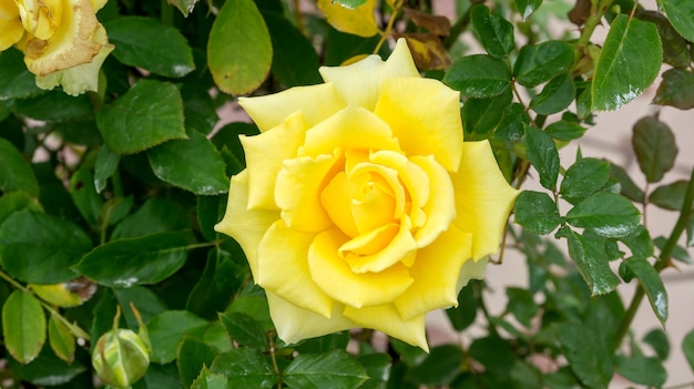 Yellow rose flower in a garden.